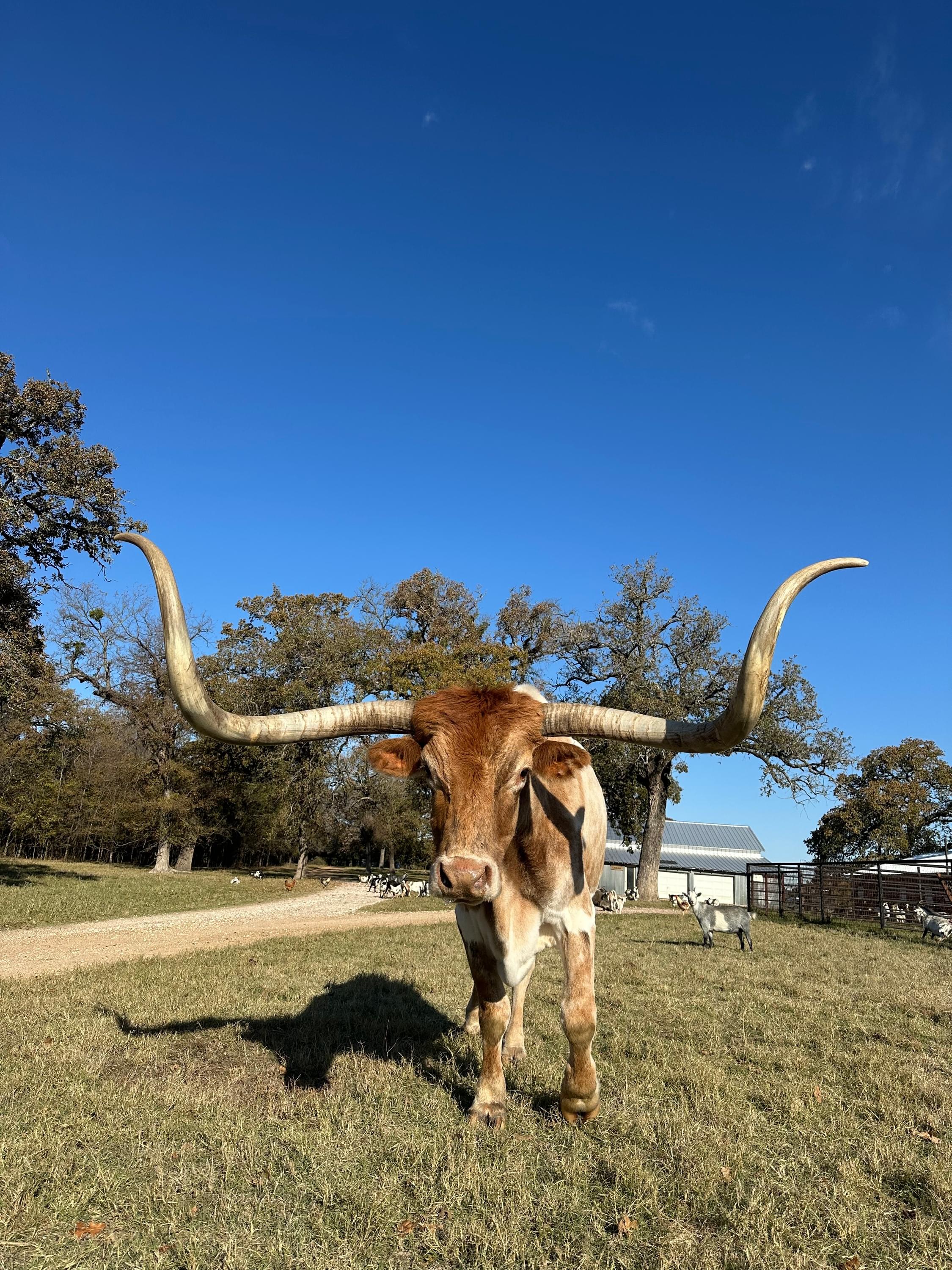 Brett Horrocks | Kaws